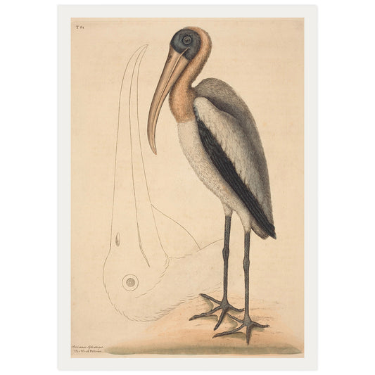 The Wood Pelican, by Mark Catesby