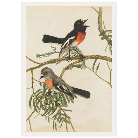 Paruline à poitrine rouge, par John Lewin