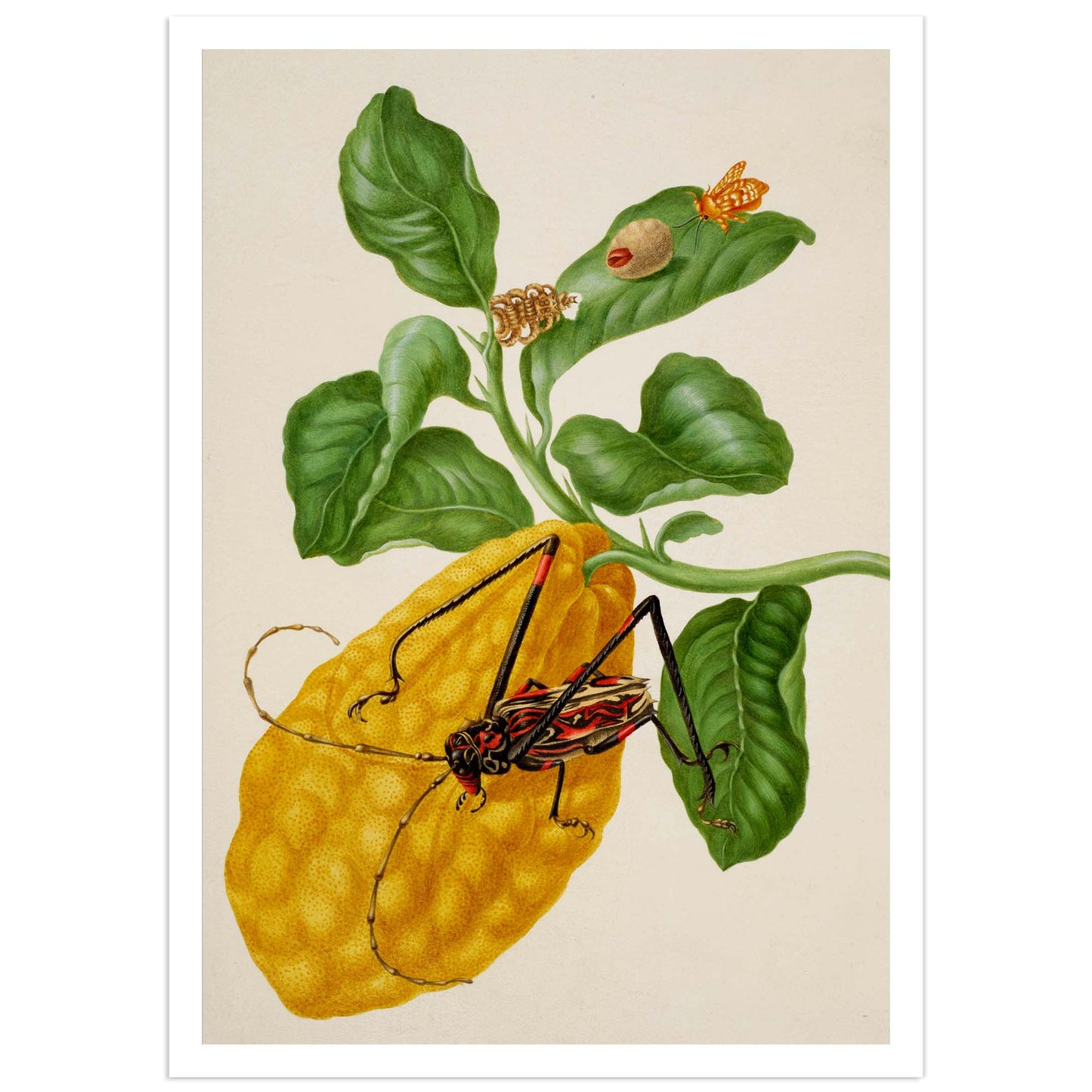 Citron au Coléoptère Arlequin