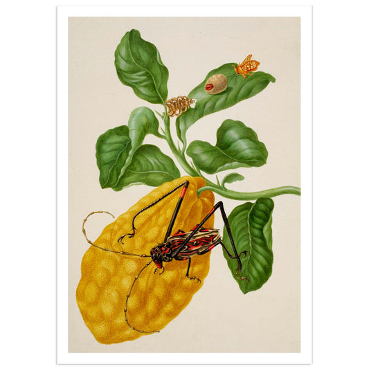 Citron with Harlequin Beetle