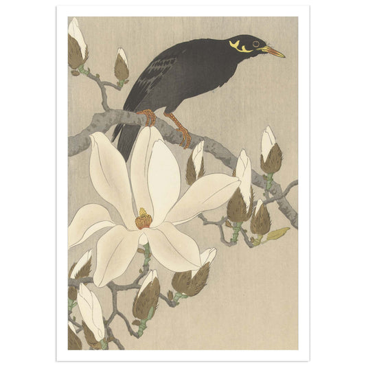 Japanese woodblock print reproduction showing a black myna bird perched on a blooming magnolia branch with white flowers, artwork by Ohara Koson.