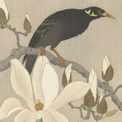 Mainate sur une branche de magnolia en fleurs – Reproduction d’estampe d’Ohara Koson