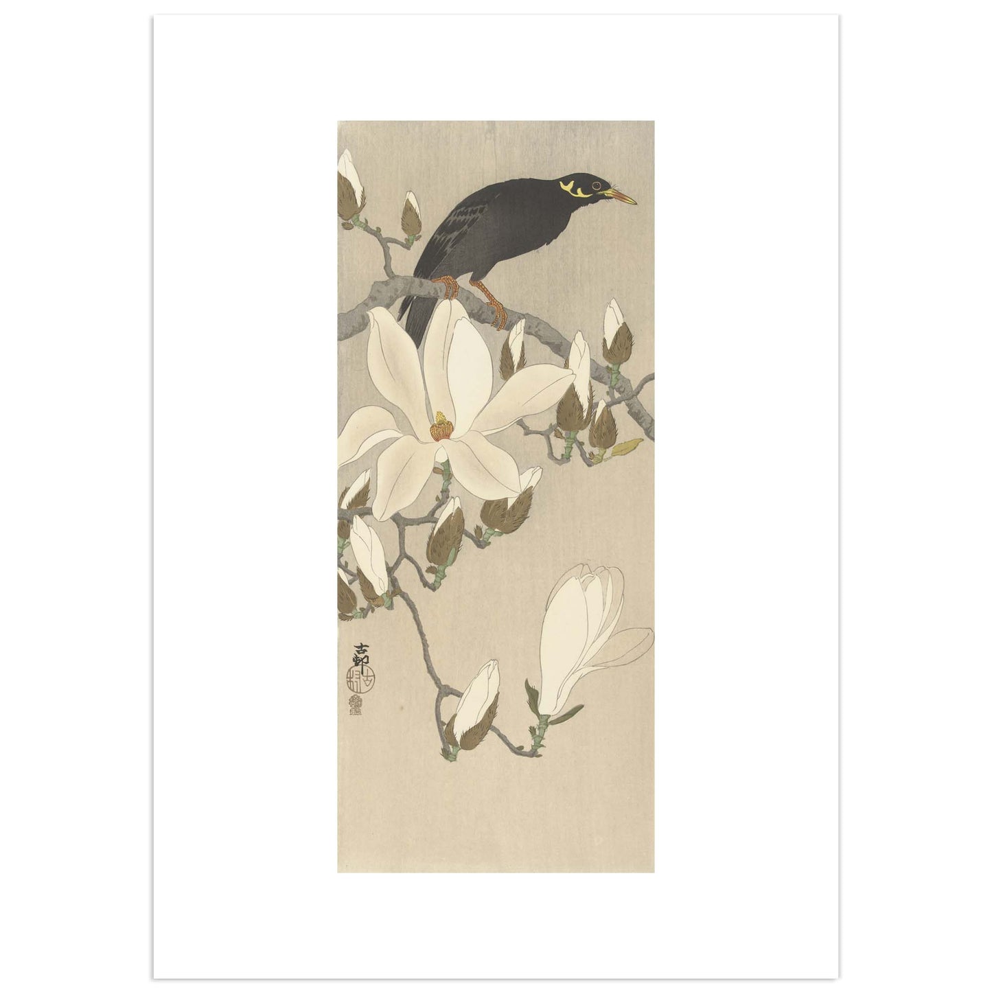 Mainate sur une branche de magnolia en fleurs – Reproduction d’estampe d’Ohara Koson