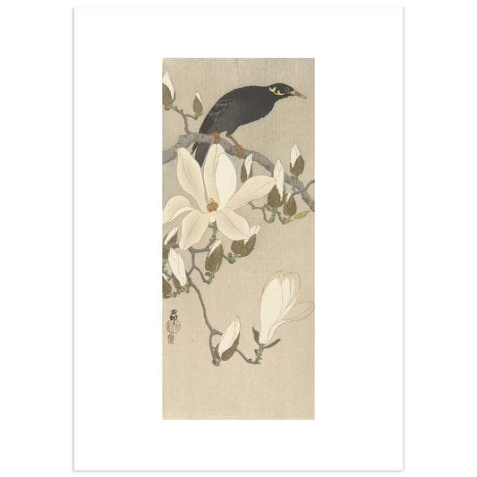 Myna on a Blooming Magnolia Branch – Reproduction of a Woodblock Print by Ohara Koson