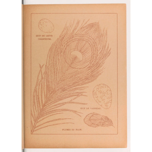 Feathers, flowers and butterflies - Vintage French Coloring Book – Instant Download