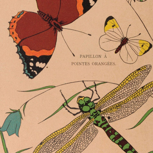 Feathers, flowers and butterflies - Vintage French Coloring Book – Instant Download