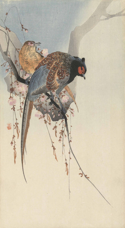 Couple de faisans et fleurs de prunier – Ohara Koson (estampe japonaise)