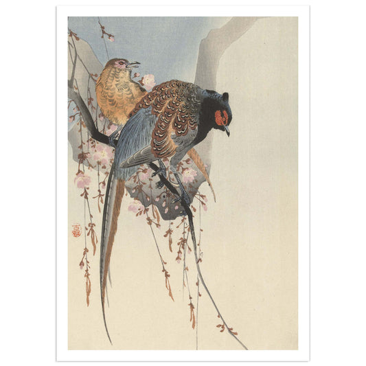 Color woodblock print by Ohara Koson showing a male and female pheasant perched on plum blossom branches, delicate Japanese art in soft tones.