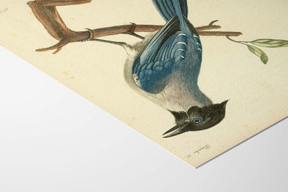 Black-headed Blue Jay, François Le Vaillant
