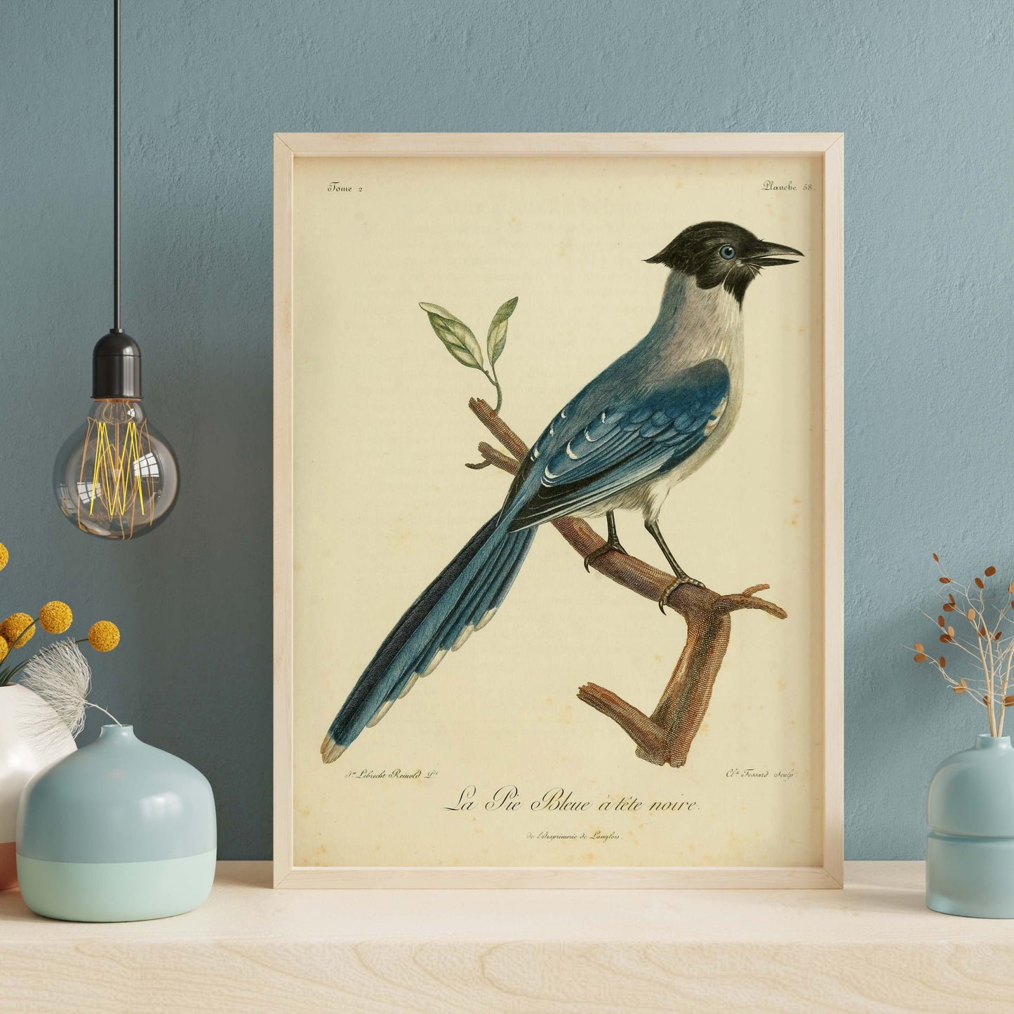 Black-headed Blue Jay, François Le Vaillant