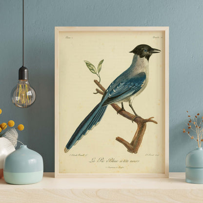 Black-headed Blue Jay, François Le Vaillant