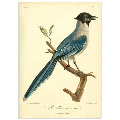 Black-headed Blue Jay, François Le Vaillant