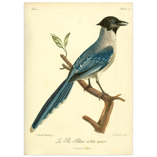 Pie Bleue à tête noire, François Le Vaillant