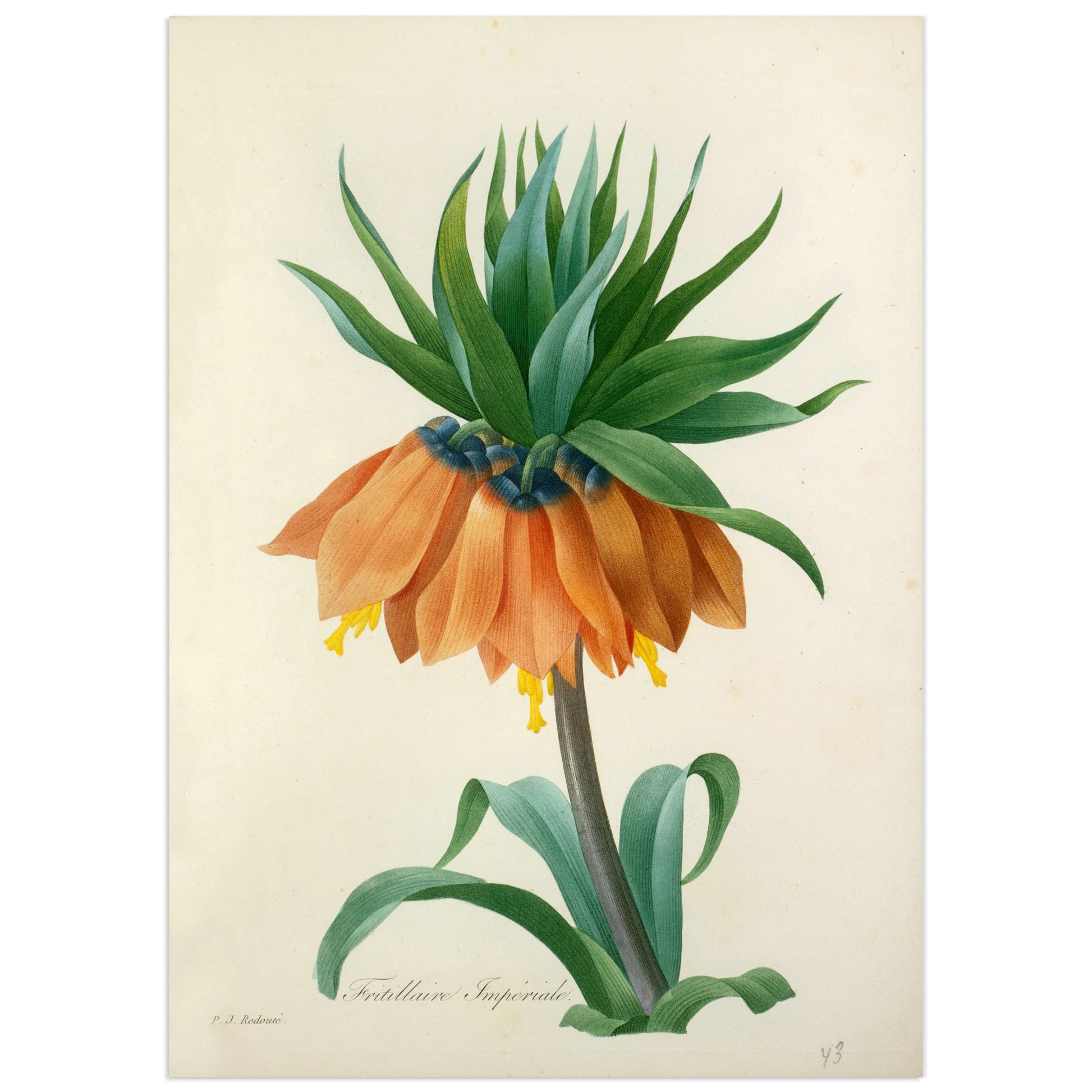 A high-definition print of a hand-colored engraving on paper after Pierre-Joseph Redouté, featuring an illustration of a flower with vibrant colors and intricate details.