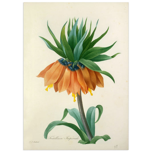 A high-definition print of a hand-colored engraving on paper after Pierre-Joseph Redouté, featuring an illustration of a flower with vibrant colors and intricate details.
