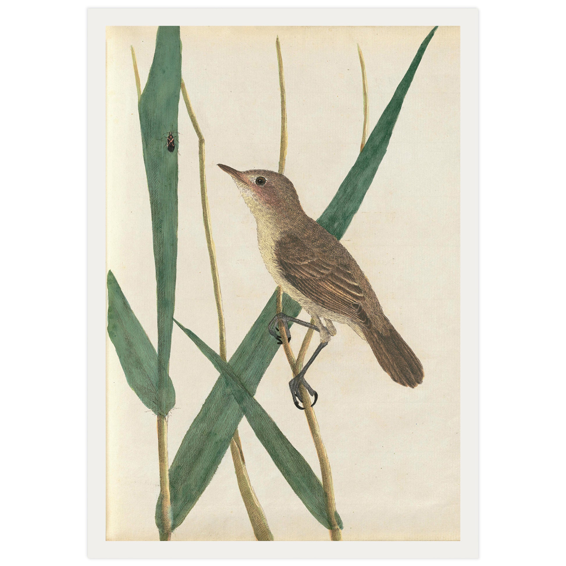 Reed Warbler standing on a branch, illustration by John Lewin