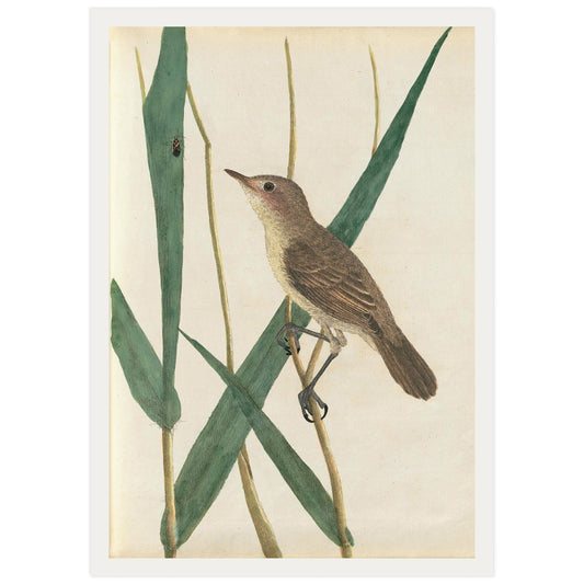 Reed Warbler standing on a branch, illustration by John Lewin