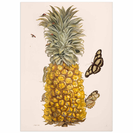 Antique botanical print of a ripe pineapple with a Dido Longwing butterfly perched on the fruit, 19th-century natural history illustrationMerian