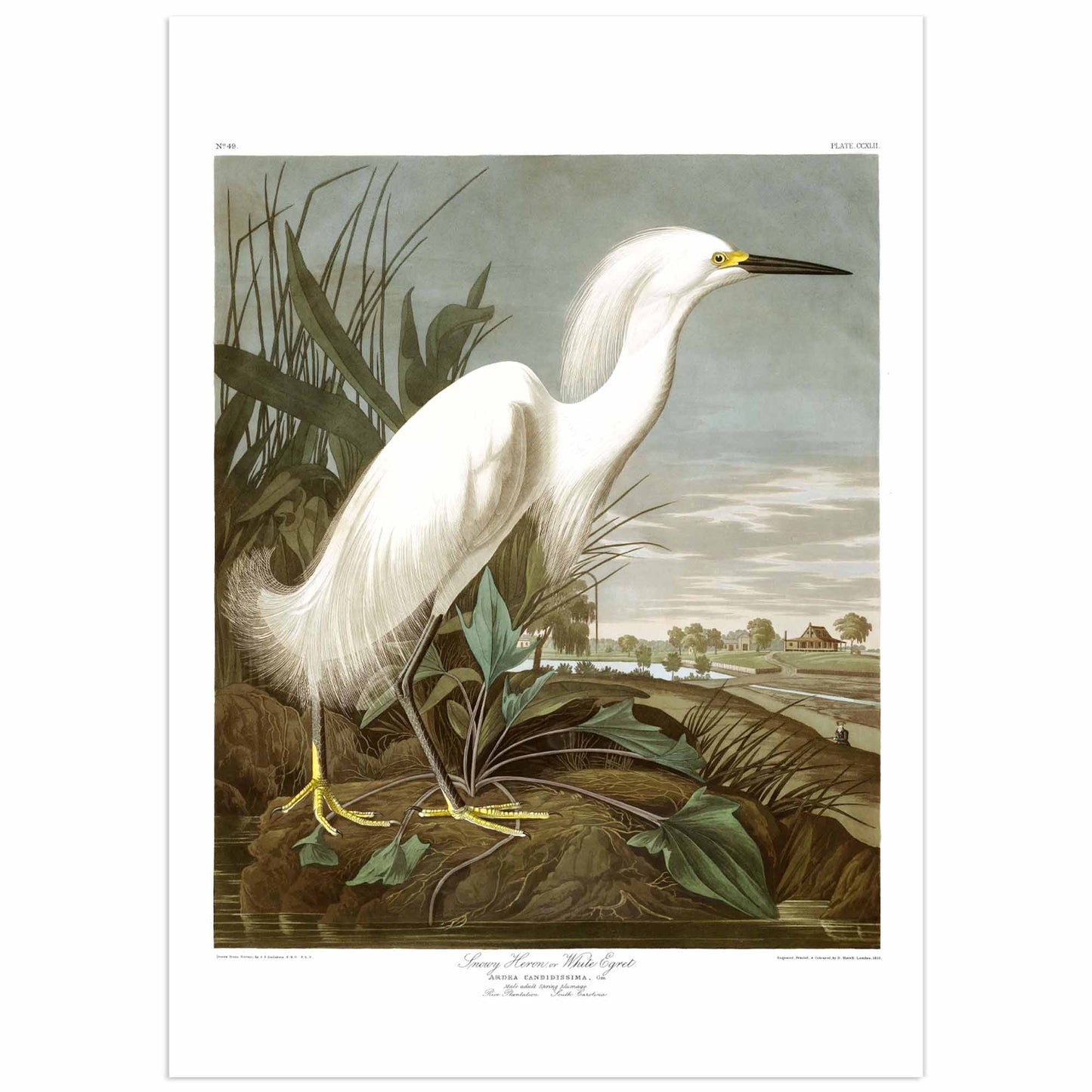 19th-century natural history illustration of a snowy egret standing on a riverbank, with detailed white plumage, wetland plants, and a calm landscape in the background.