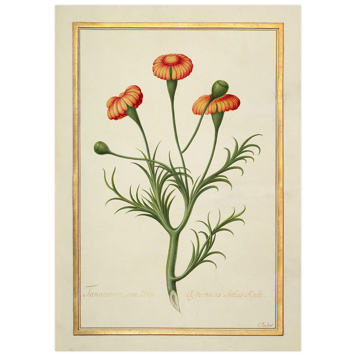 High-resolution reproduction of a 17th-century French botanical book illustration featuring a Tanacetum flower with a gold background.