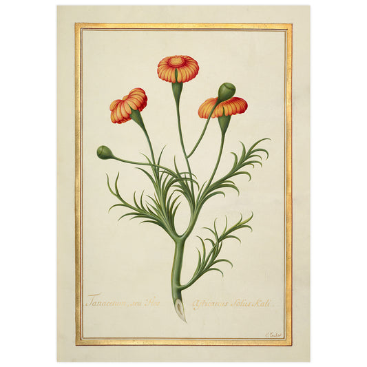 High-resolution reproduction of a 17th-century French botanical book illustration featuring a Tanacetum flower with a gold background.