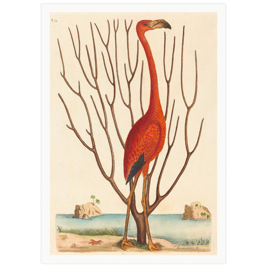 A high-definition print of an 18th century engraving showing a flamingo with a branch in the foreground, overlaid with a vintage-style border.