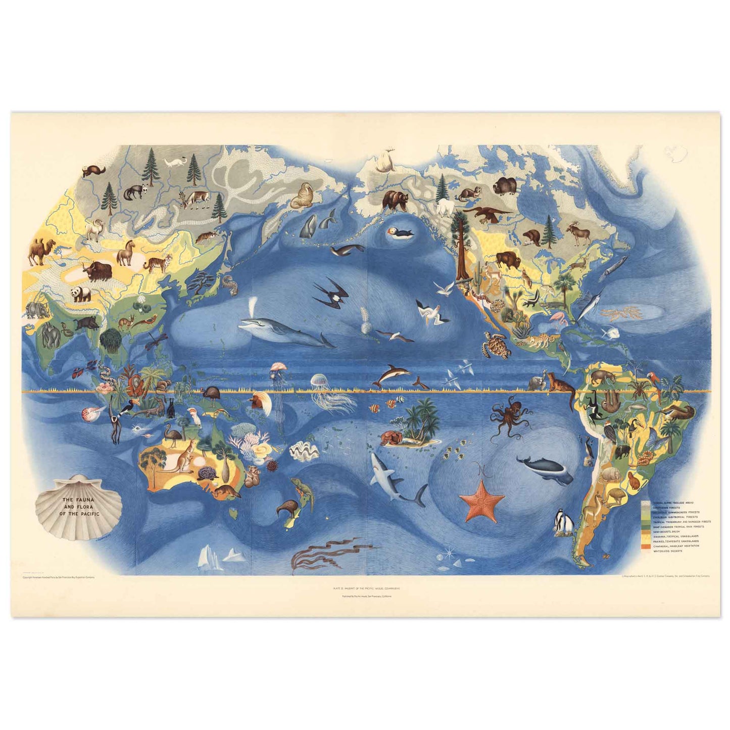 The fauna and flora of the pacific poster -illustrated Children map