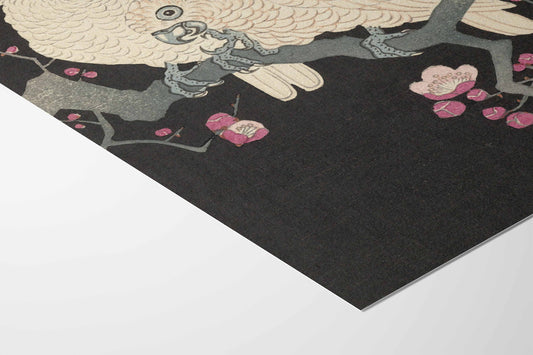 Deux Cacatoès et Fleurs de Prunier – Ohara Koson