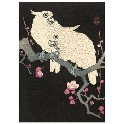 Two white cockatoos perched on a plum blossom branch against a deep black background, Japanese woodblock print by Ohara Koson.
