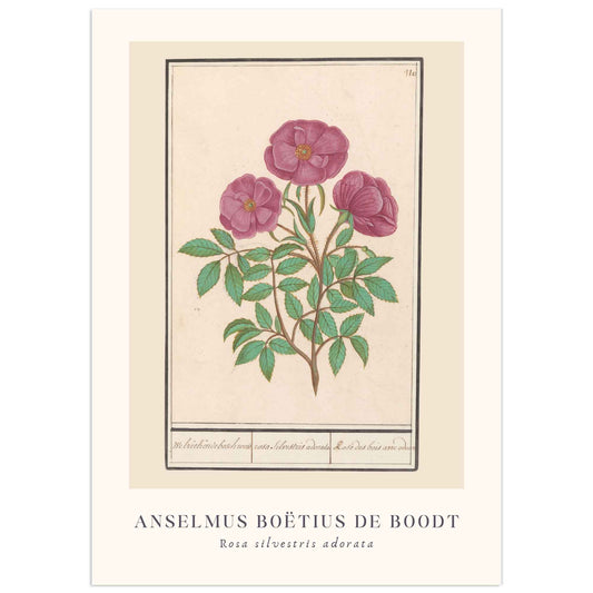 Natural history plate poster, wild rose - Anselmus bortius de boodt