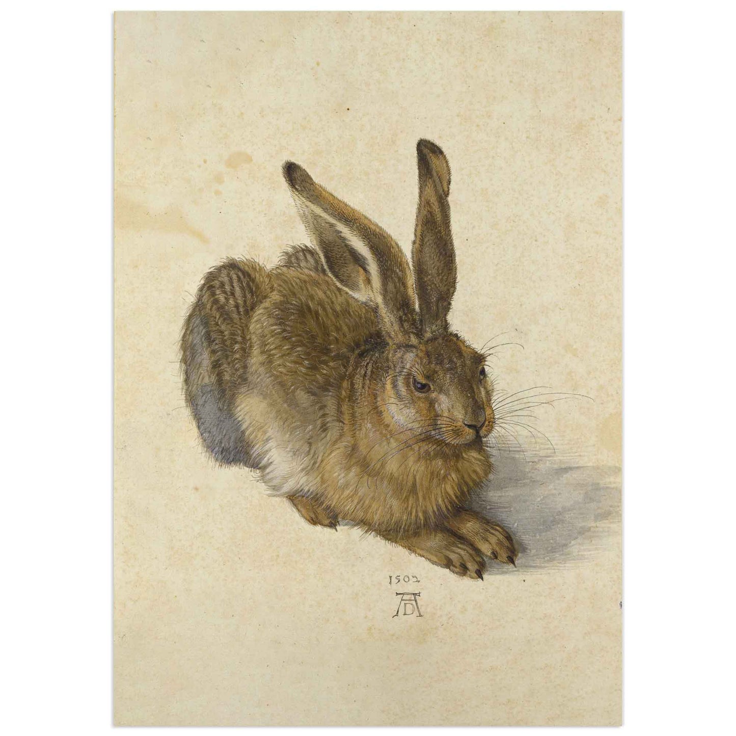 Young Hare by Albrecht Dürer poster reproduction, Renaissance watercolor of a realistic hare.