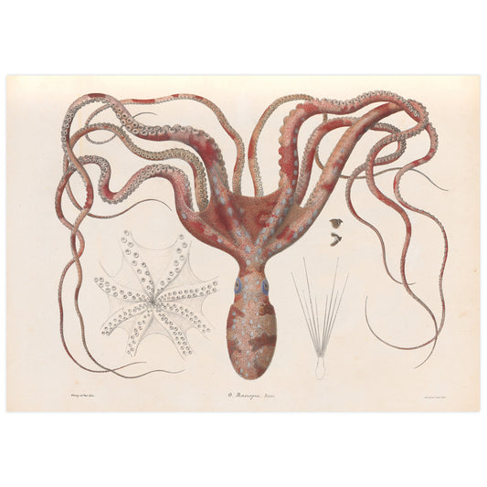 A vintage illustration of an octopus with visible details of its body and patterns, accompanied by a small starfish and a piece of coral.