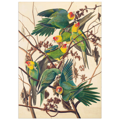 Illustration of Carolina Parakeets by John James Audubon, featuring vibrant green, yellow, and red parakeets perched on tree branches.