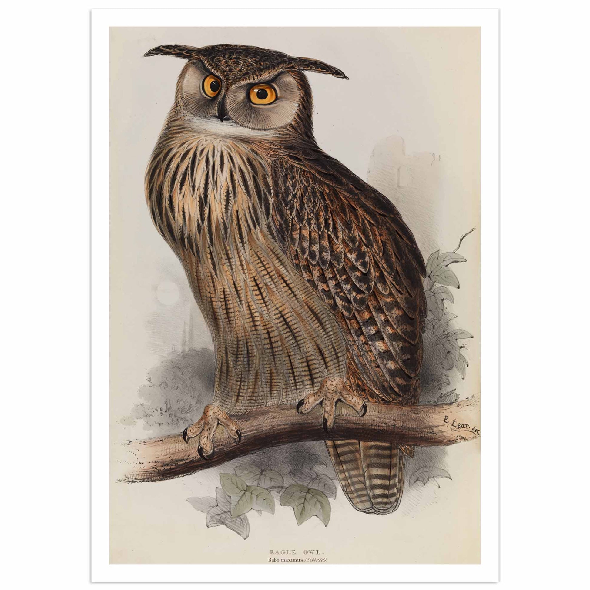 Eagle owl poster 