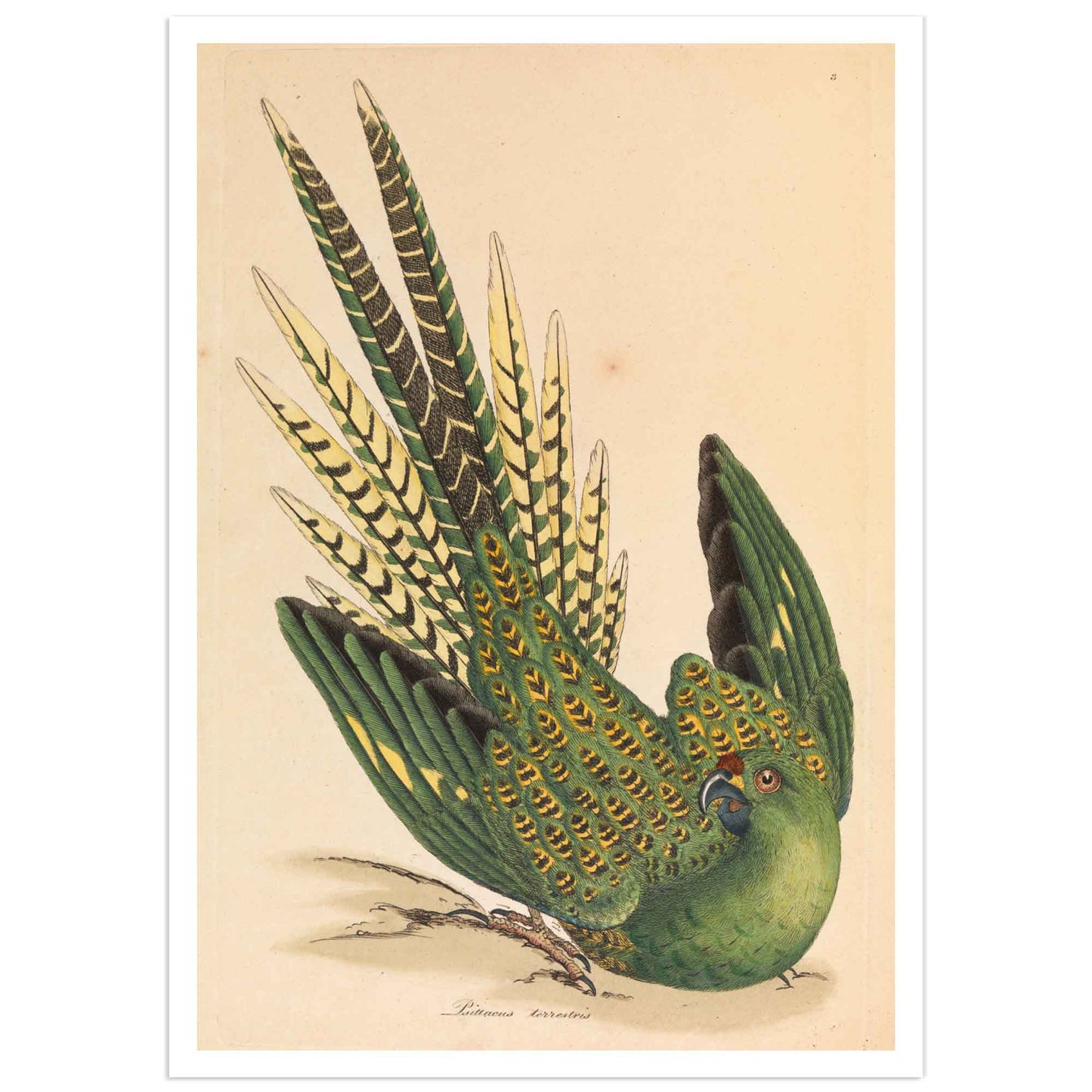 Perroquet terrestre par James Sowerby - Histoire naturelle Poster