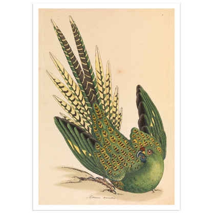 Perroquet terrestre par James Sowerby - Histoire naturelle Poster