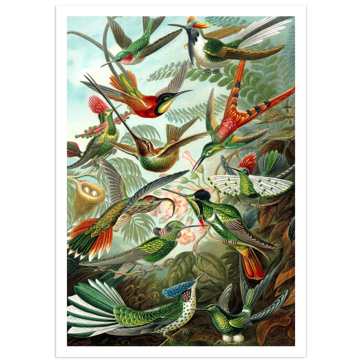 Affiche Ernst Haeckel "Hummingbirds"