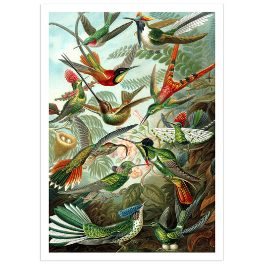 Hummingbirds vintage print, Ernst Haeckel