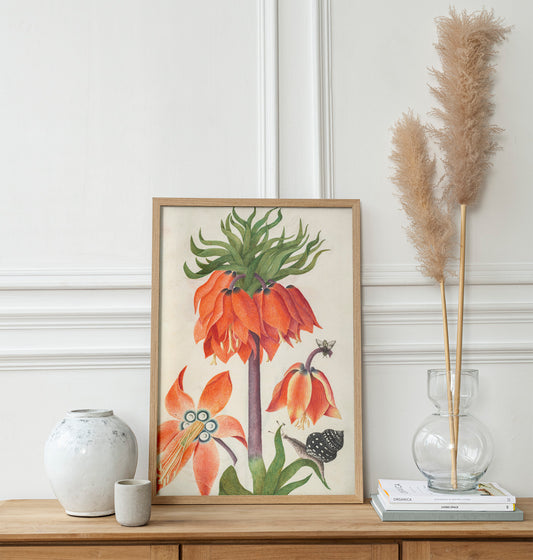 Orange fritillaria imperialis (couronne impériale)