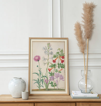 Centaury, hyacinth, jasmine and saffron, Johann Walter