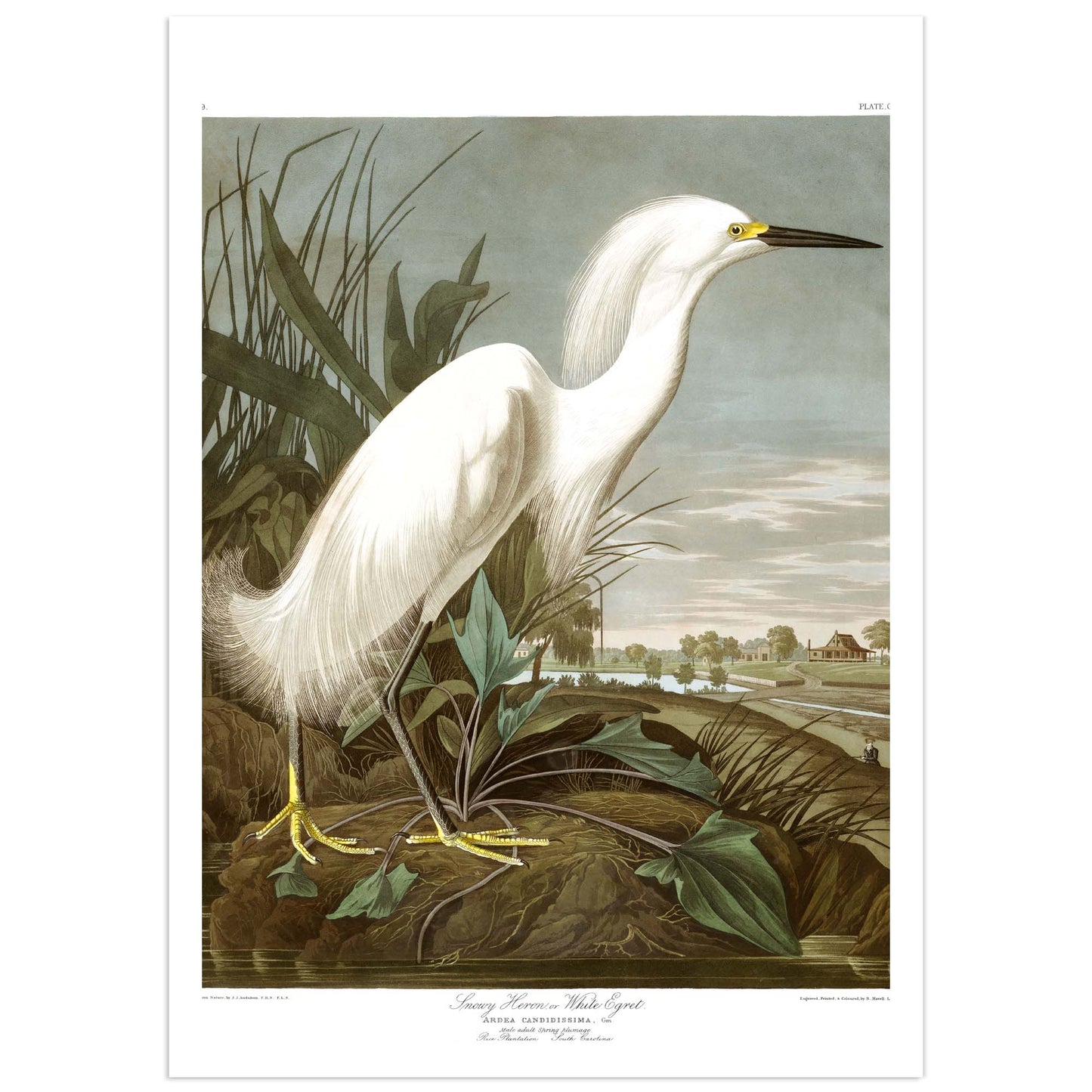 Snowy Heron