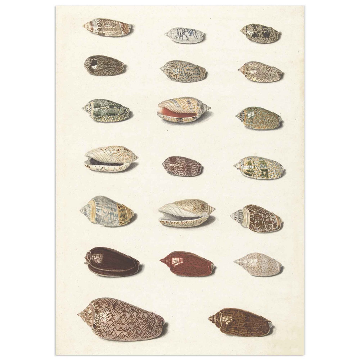 Twenty Tropical Shells poster, Johann Gustav Hoch