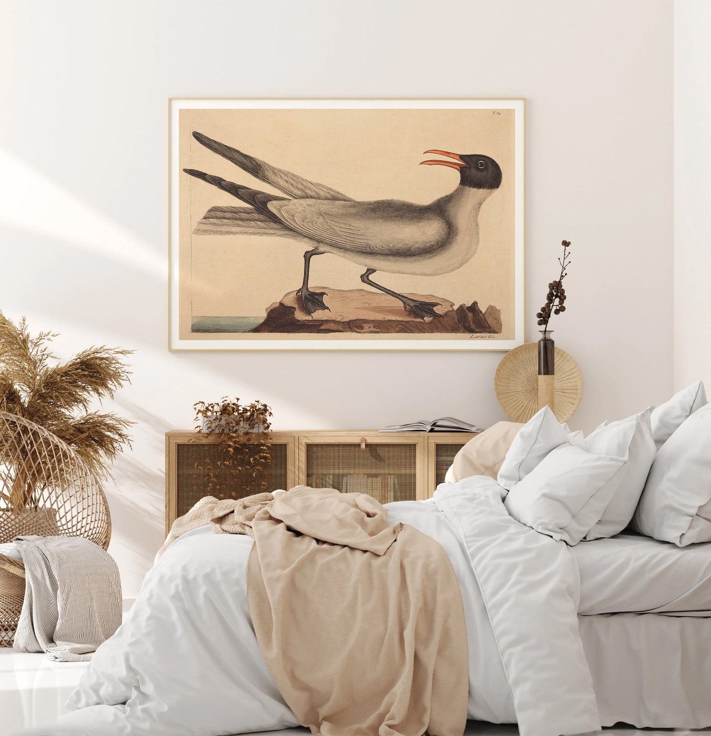 Affiche Mark Catesby "Laughing Gull"