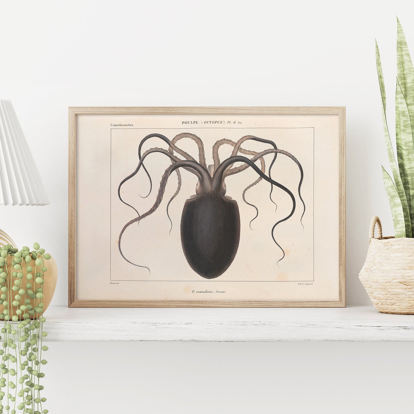 Vintage octopus illustration