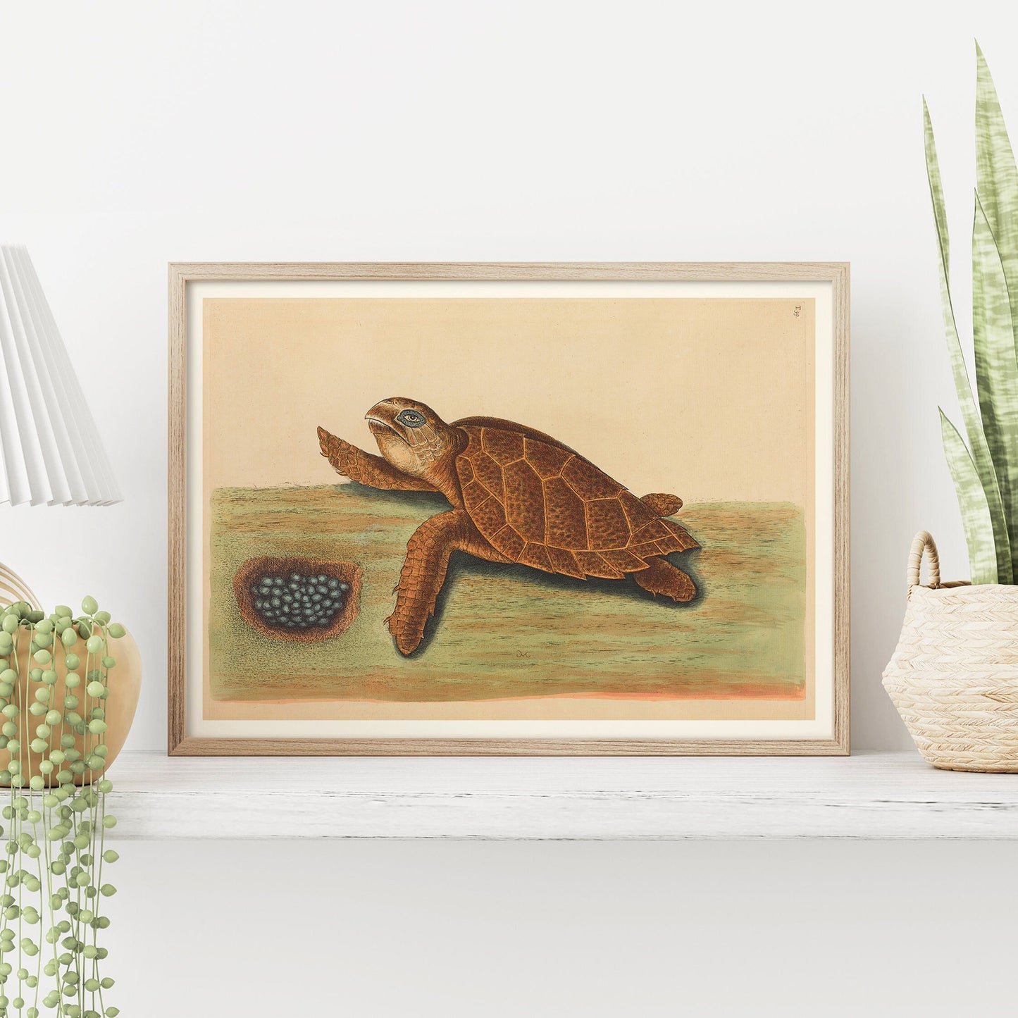 La tortue à bec de Hawks (Testudo caretta), par Mark Catesby