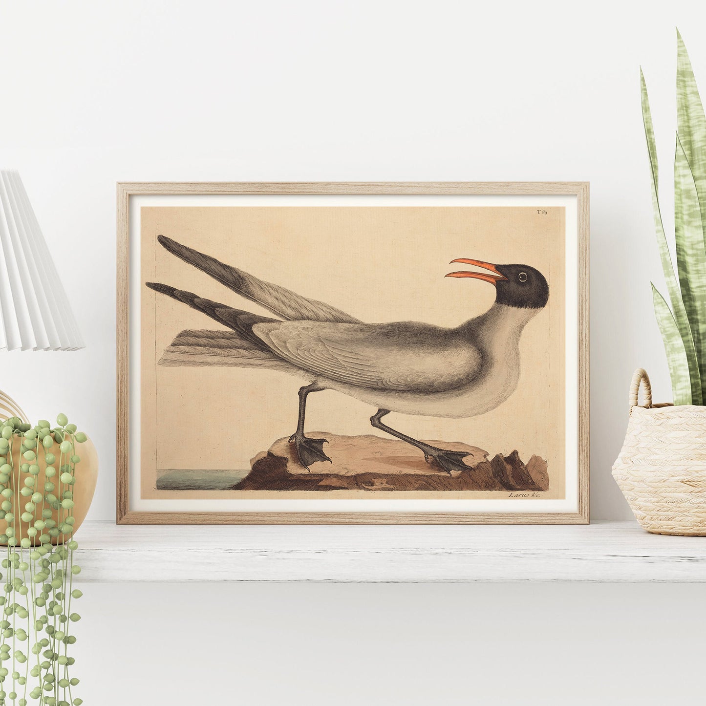 Affiche Mark Catesby "Laughing Gull"