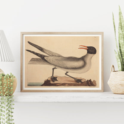Affiche Mark Catesby "Laughing Gull"
