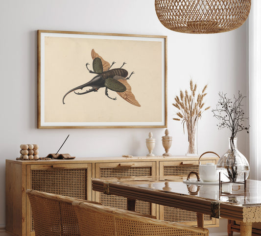 Hercules beetle by George Edwards