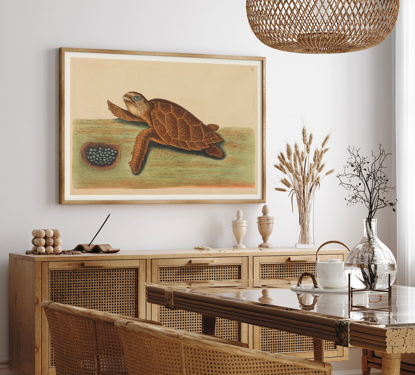 La tortue à bec de Hawks (Testudo caretta), par Mark Catesby