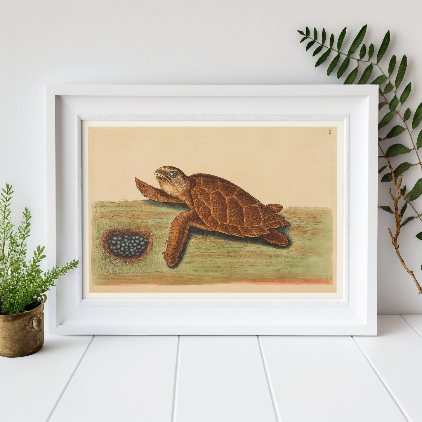 La tortue à bec de Hawks (Testudo caretta), par Mark Catesby